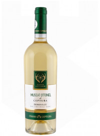 Cervus Cepturum Muscat Ottonel